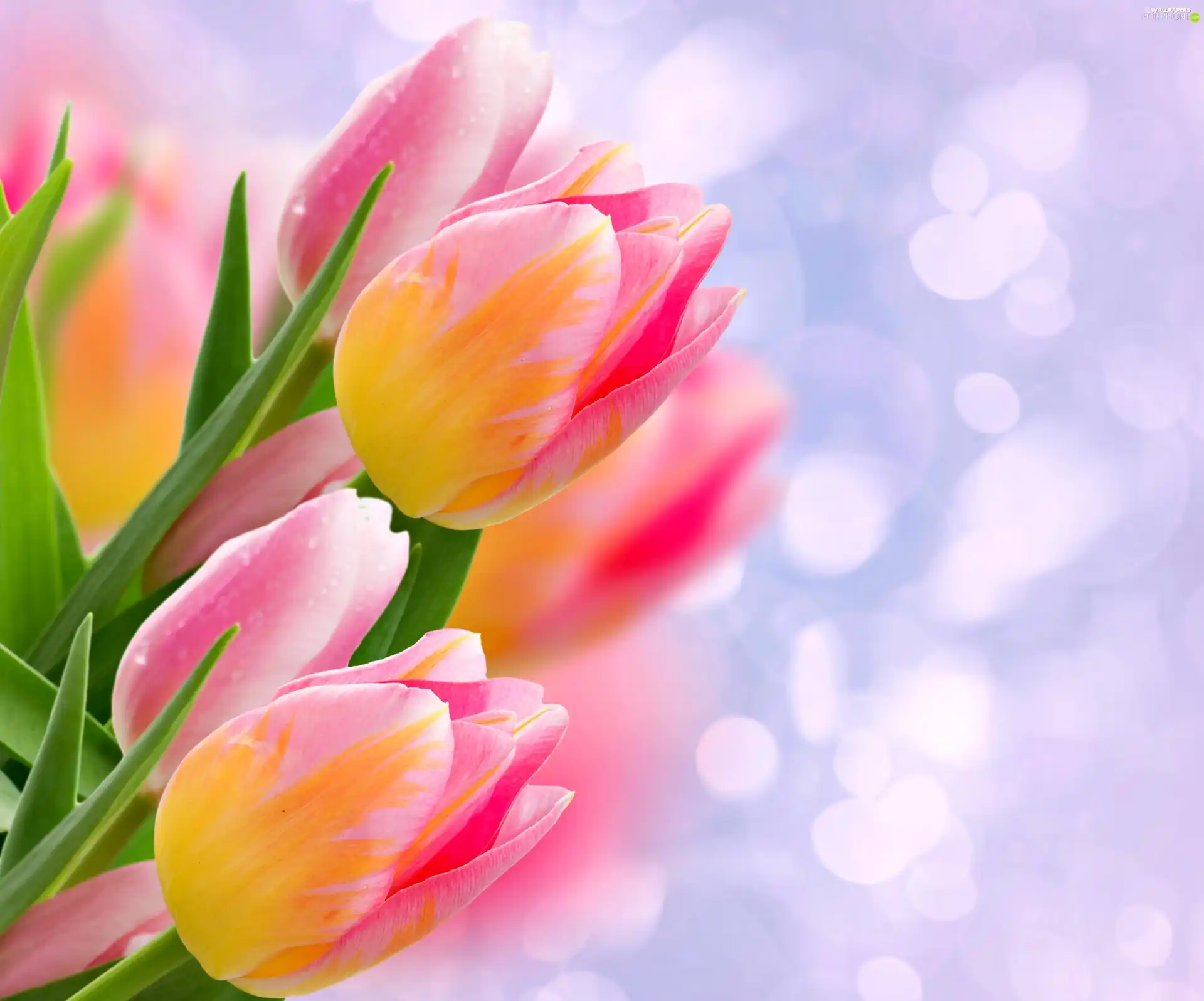 blur, Tulips, bouquet