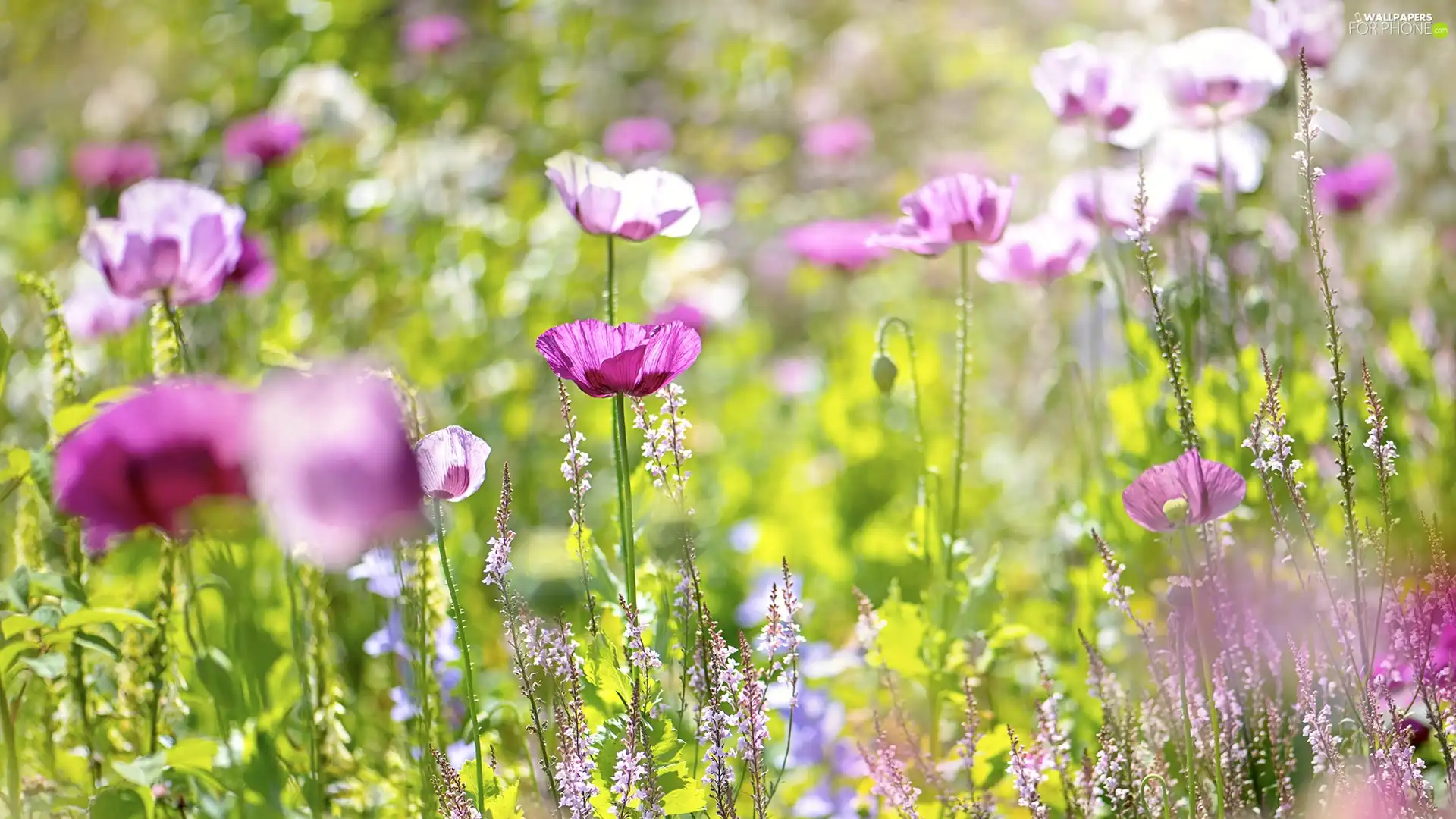 grass, blur, Flowers, papavers, Meadow