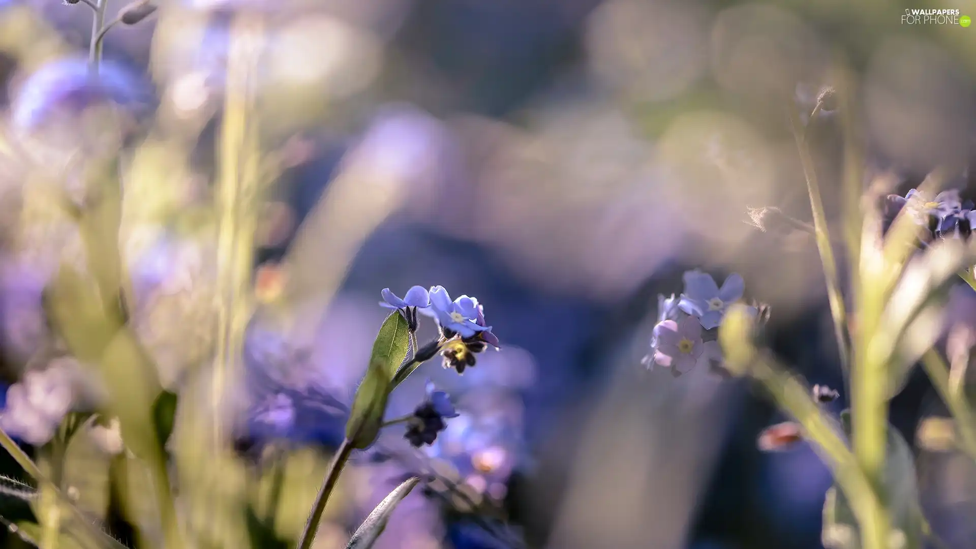 blur, Flowers, Forget