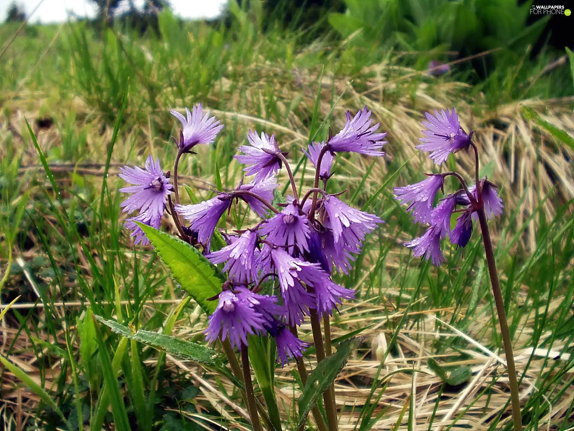 Meadow, alpine, blur, Soldanella