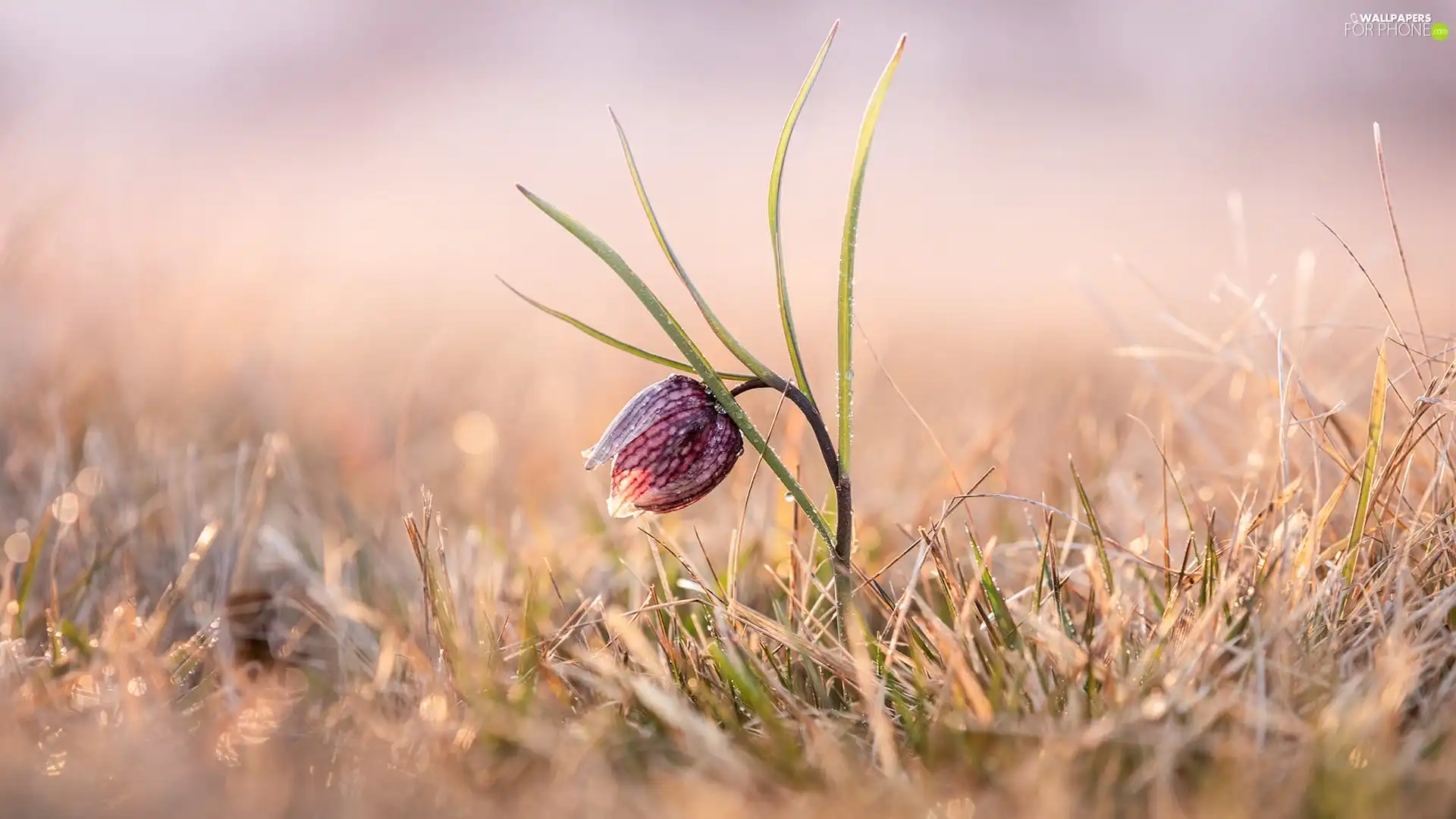 Colourfull Flowers, grass, blur, Fritillaria meleagris