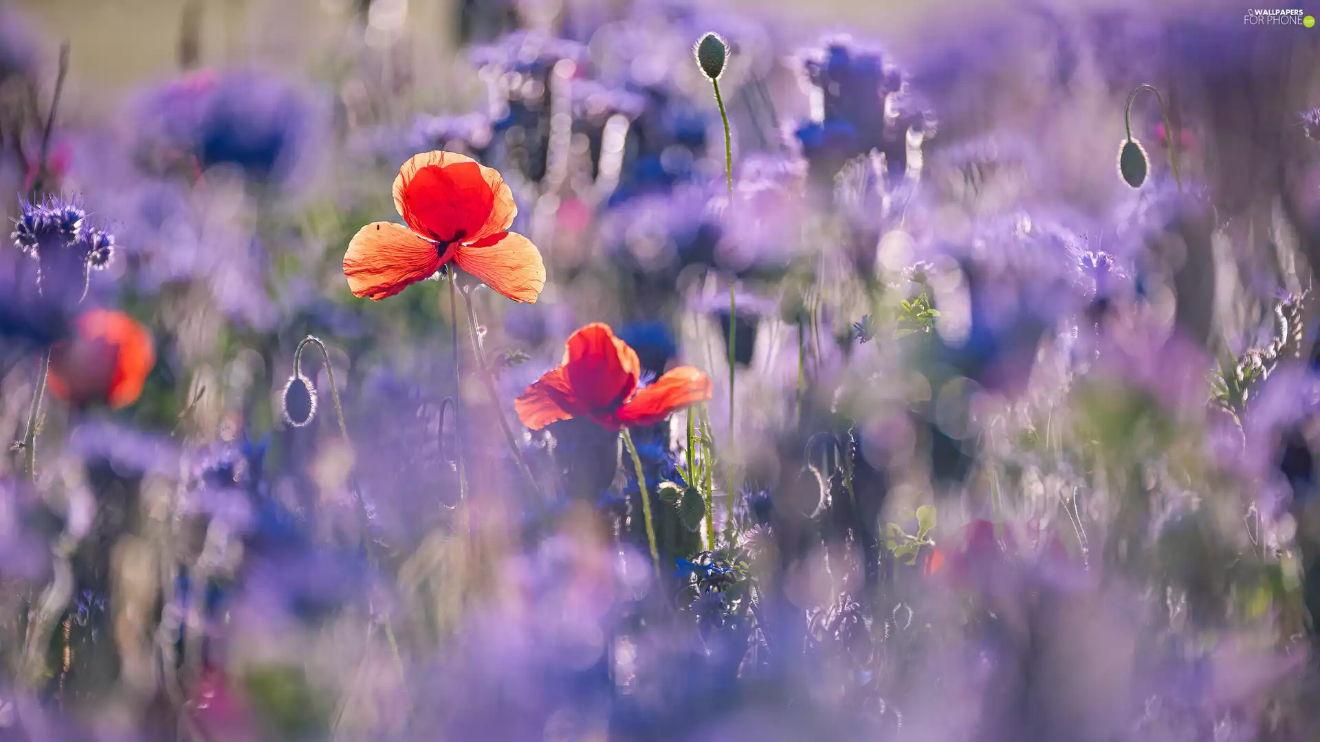 blur, Flowers, papavers