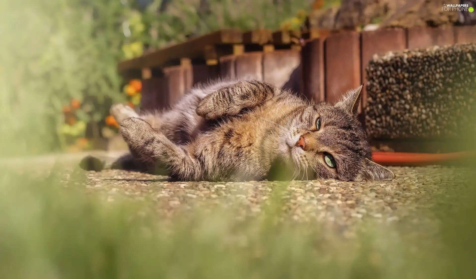 blur, cat, Pebble