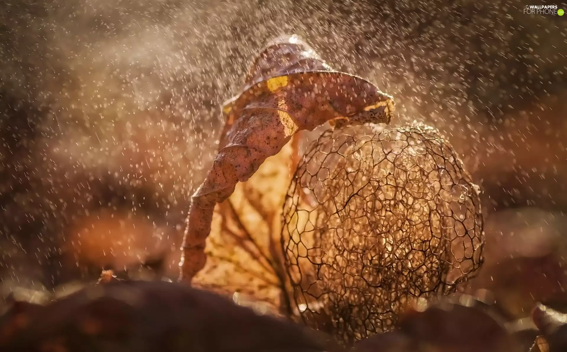 blur, leaf, physalis