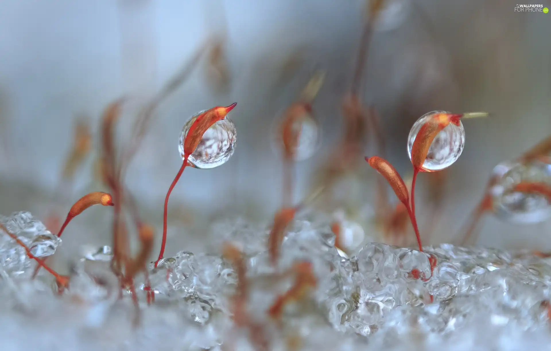 Plants, drops, blur, Close