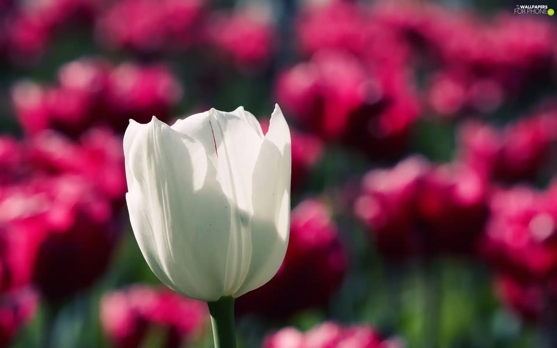 blur, White, tulip