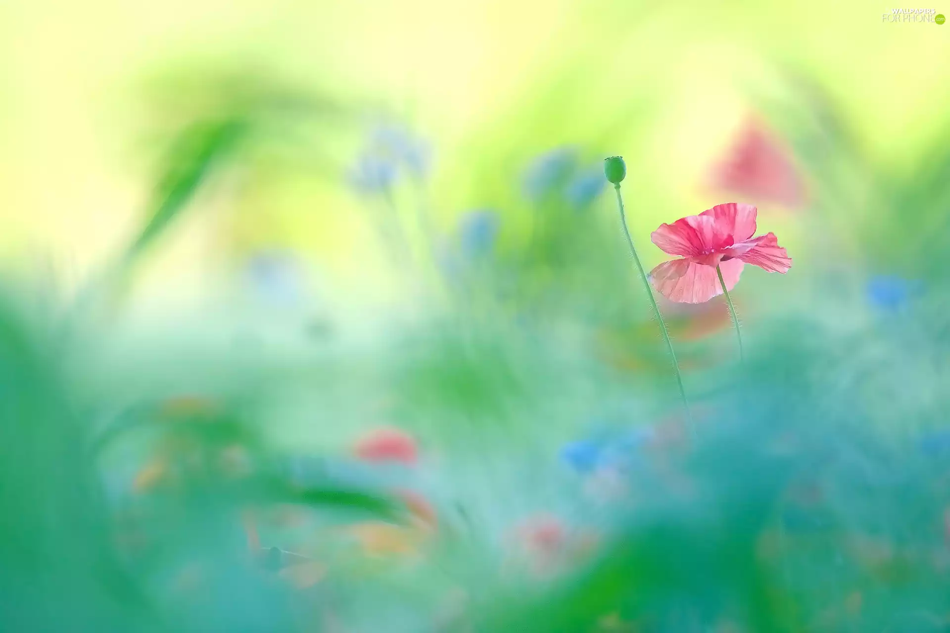 Flowers, poppy-head, blur, red weed