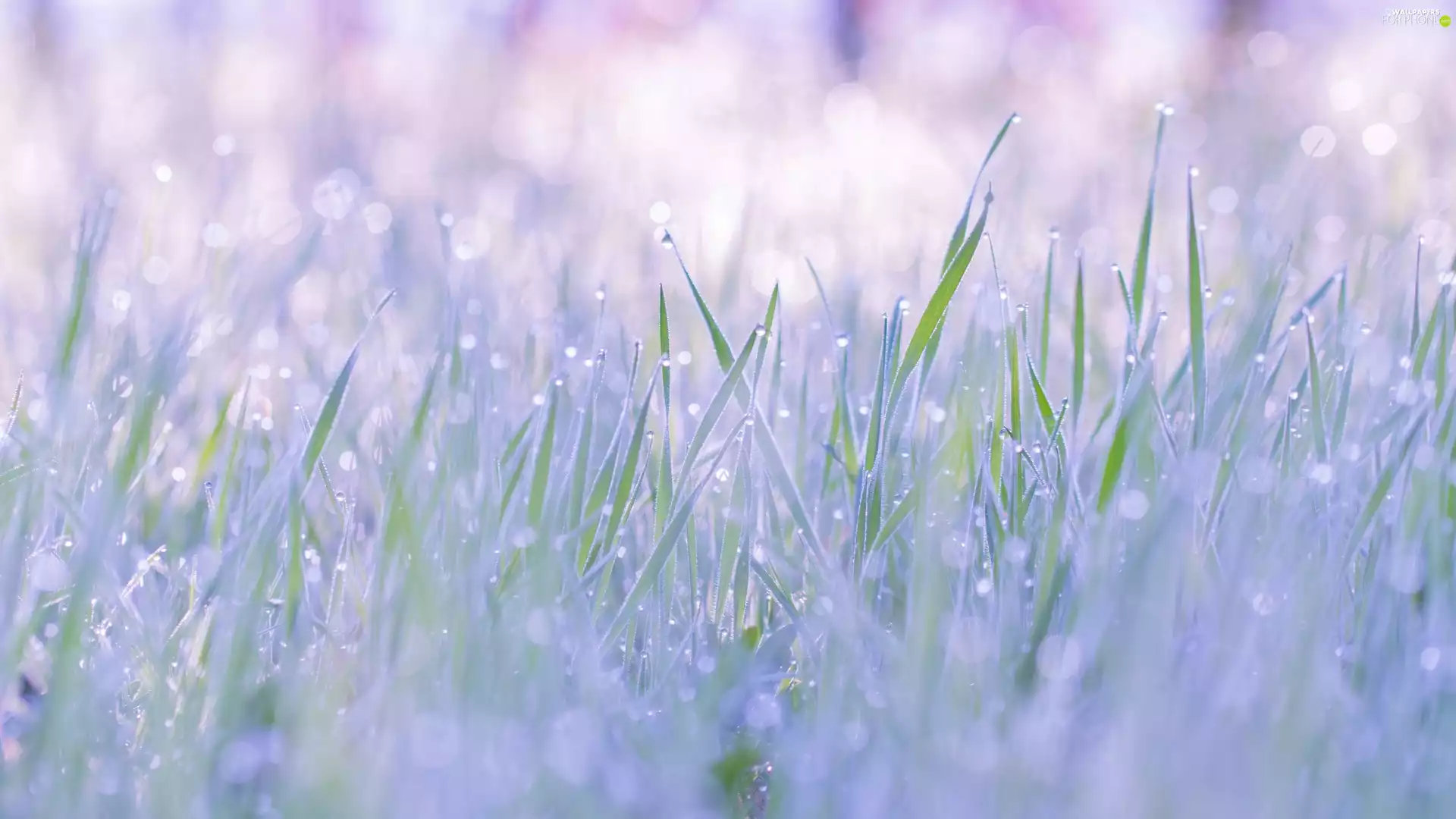 grass, blurry background, rapprochement, drops
