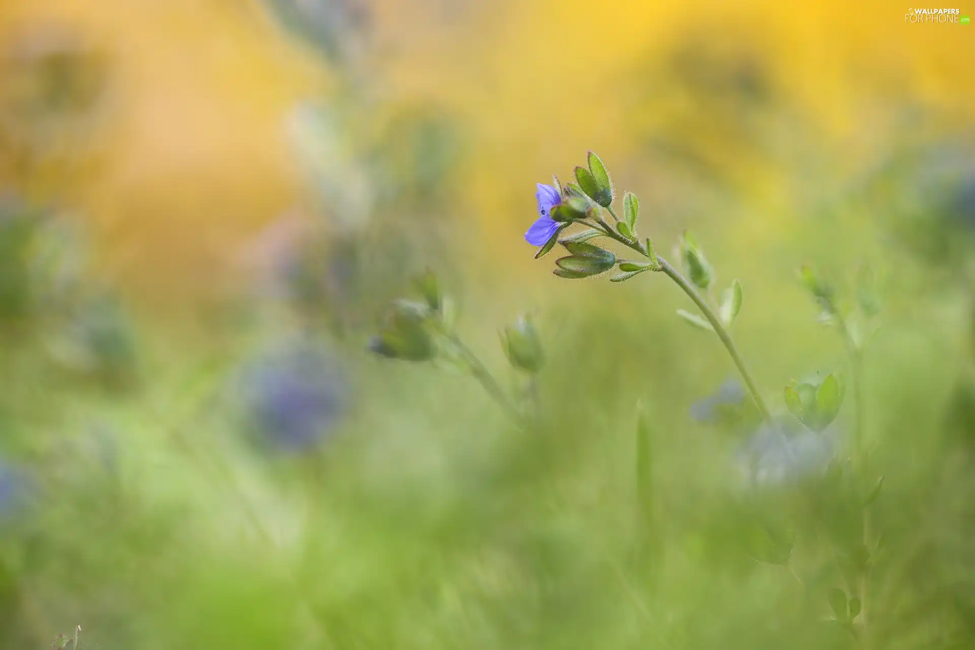 speedwell, Colourfull Flowers, blurry background, blue