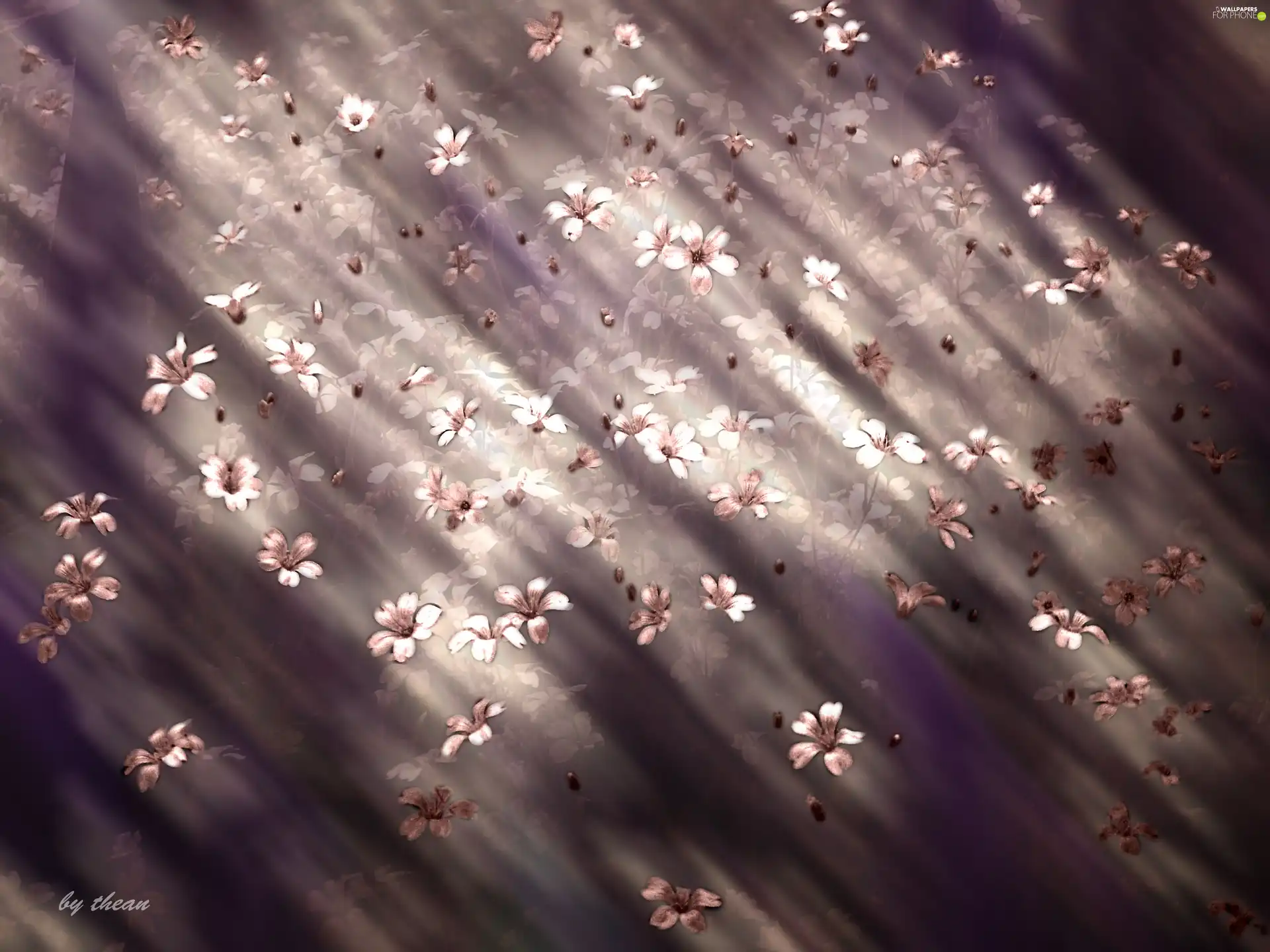 blurry, tle, Flowers, an, White