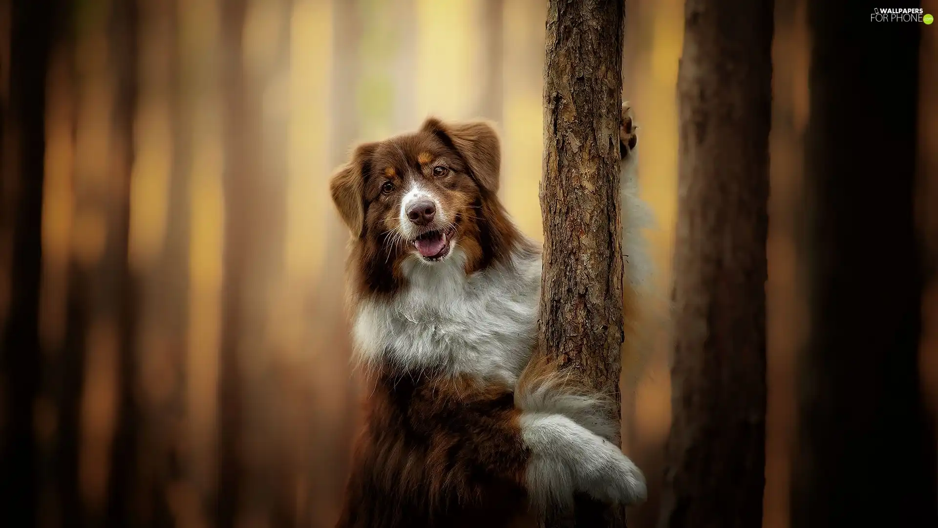 Australian Shepherd, viewes, blurry background, trees