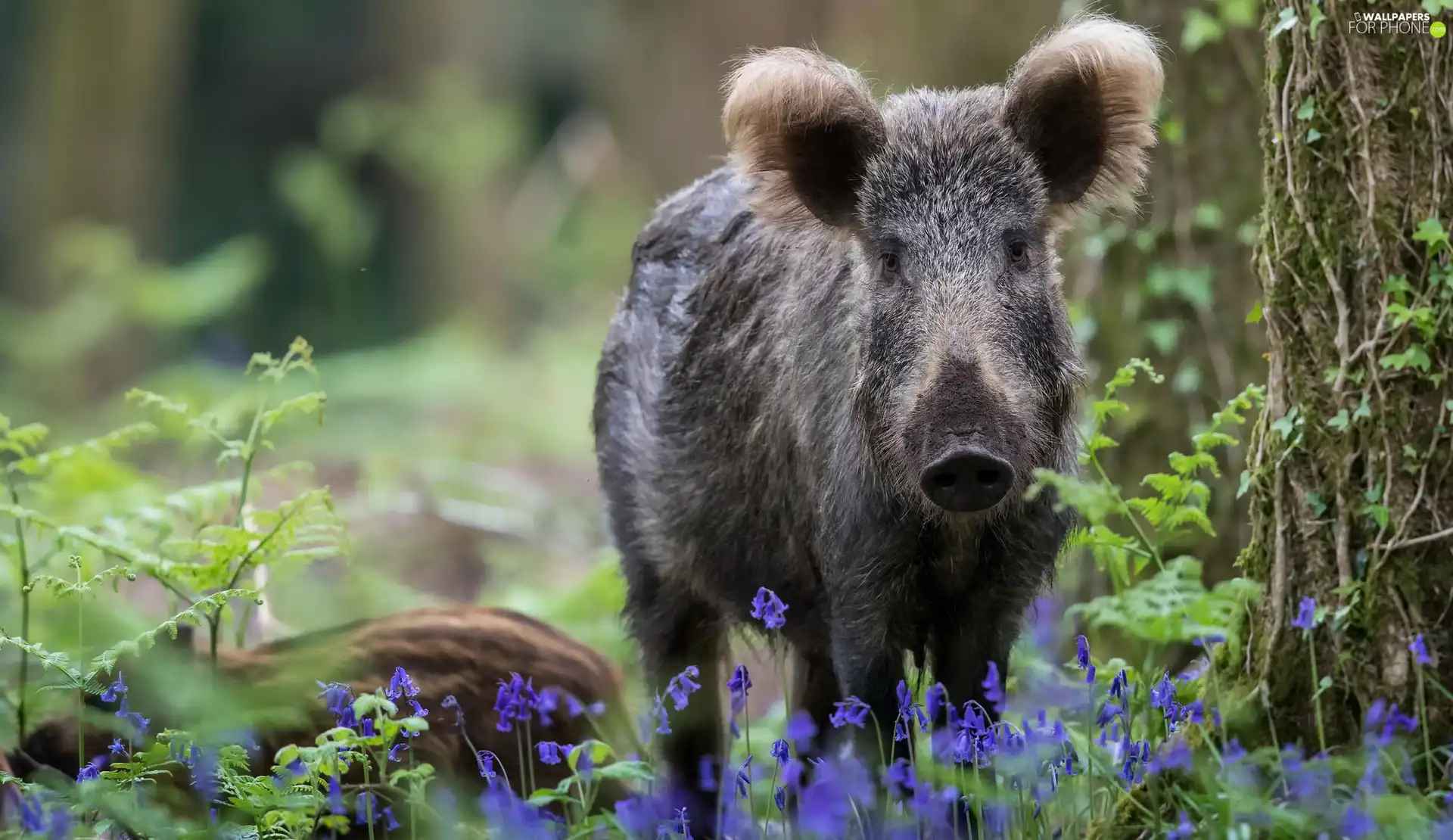 Boar, Plants