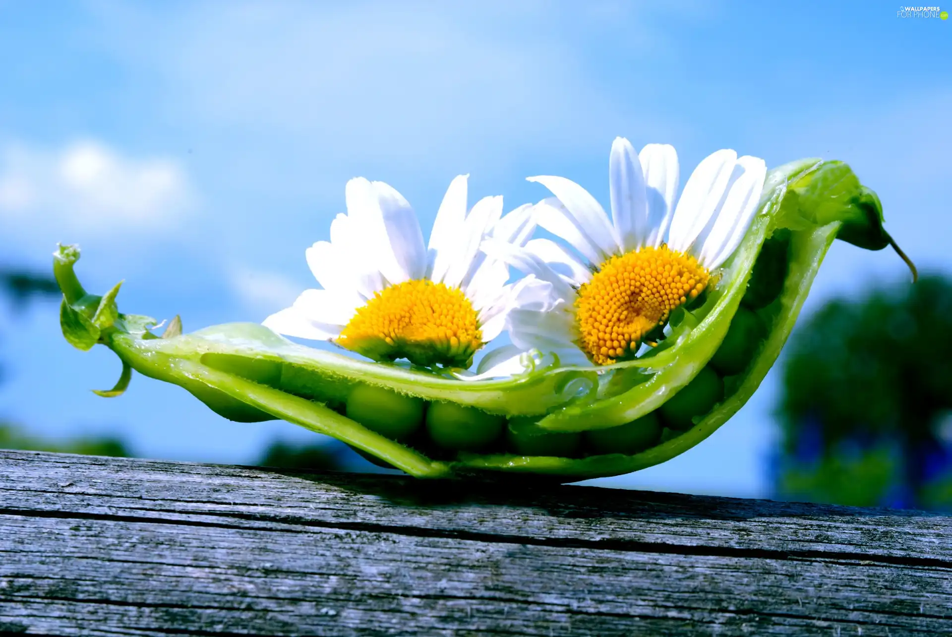 board, Flowers, peas