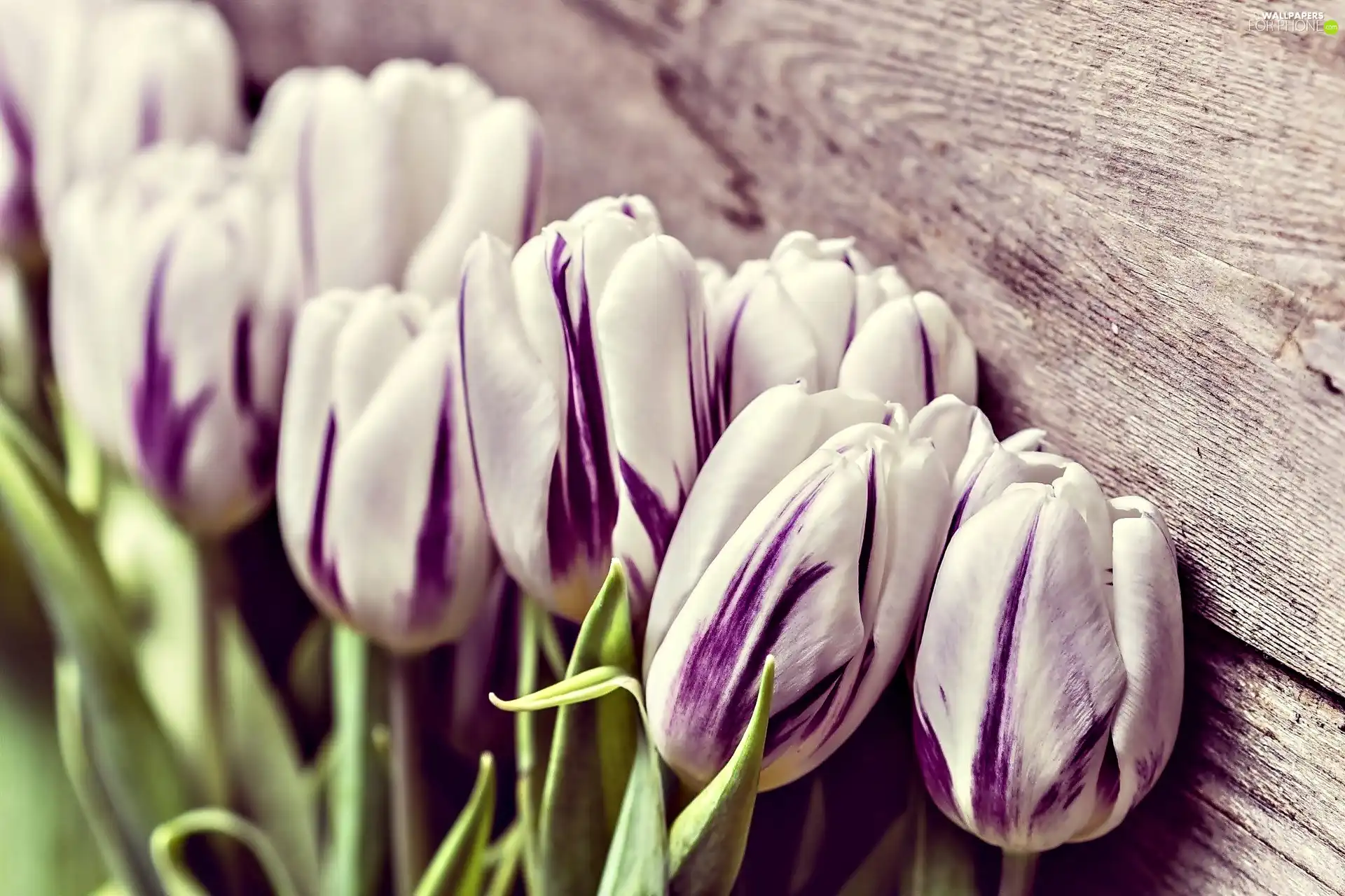 white, Tulips, board, purple
