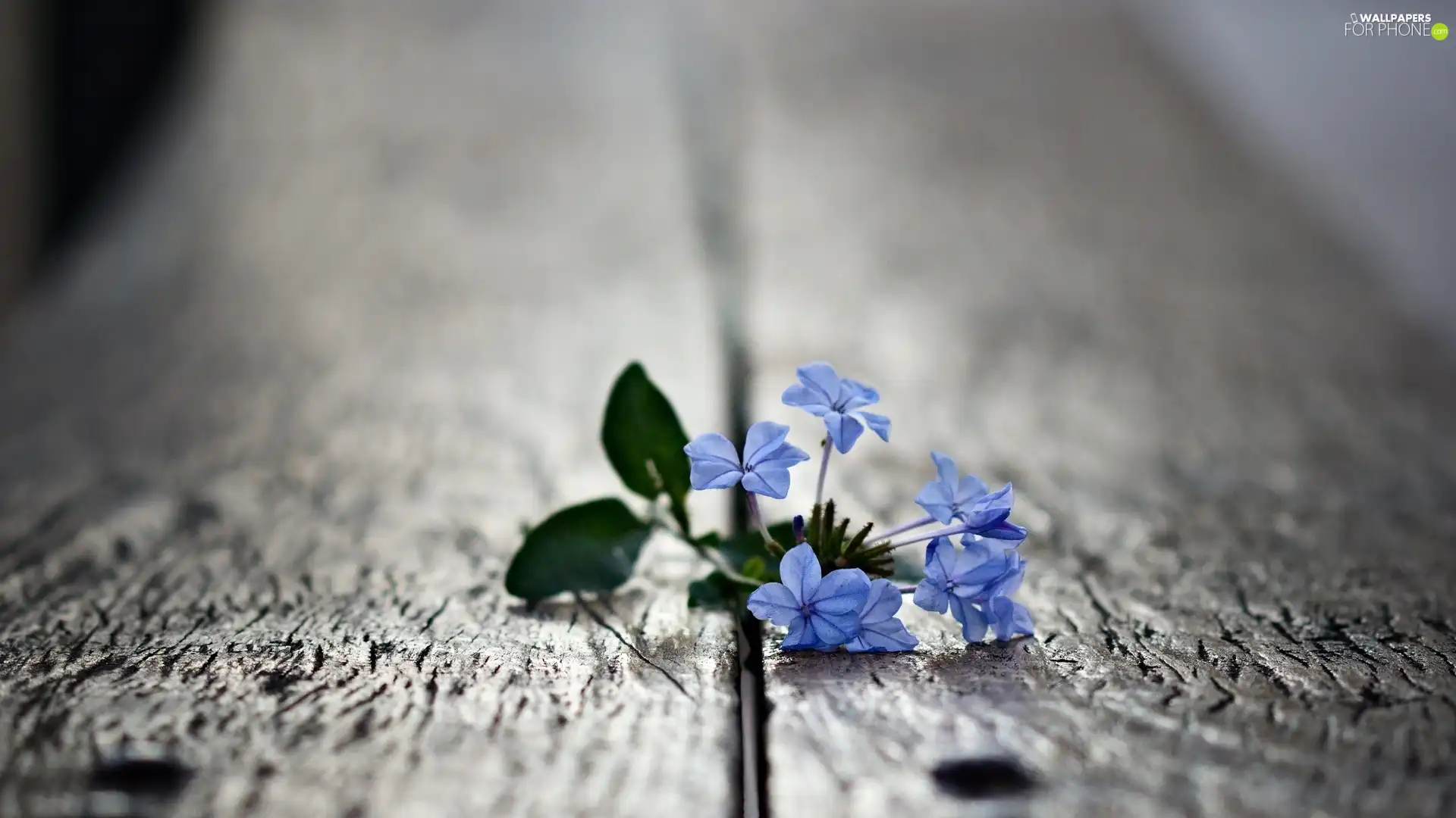 boarding, blue, Flower