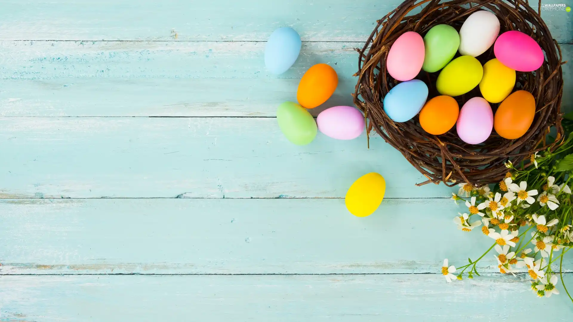 color, eggs, Flowers, Blue, White, nest, Easter, boarding