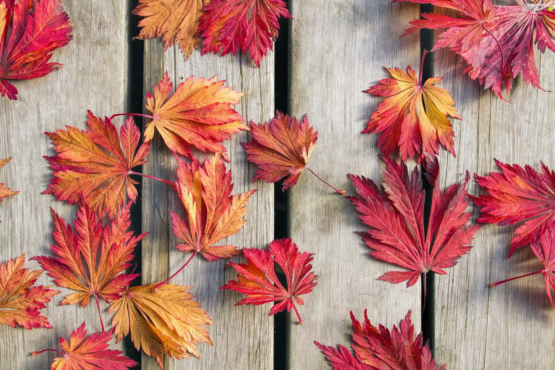 boarding, Red, Leaf