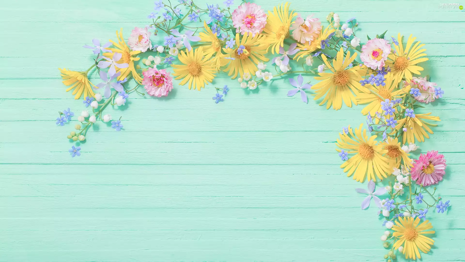 daisies, boarding, lilies, Forget, Flowers