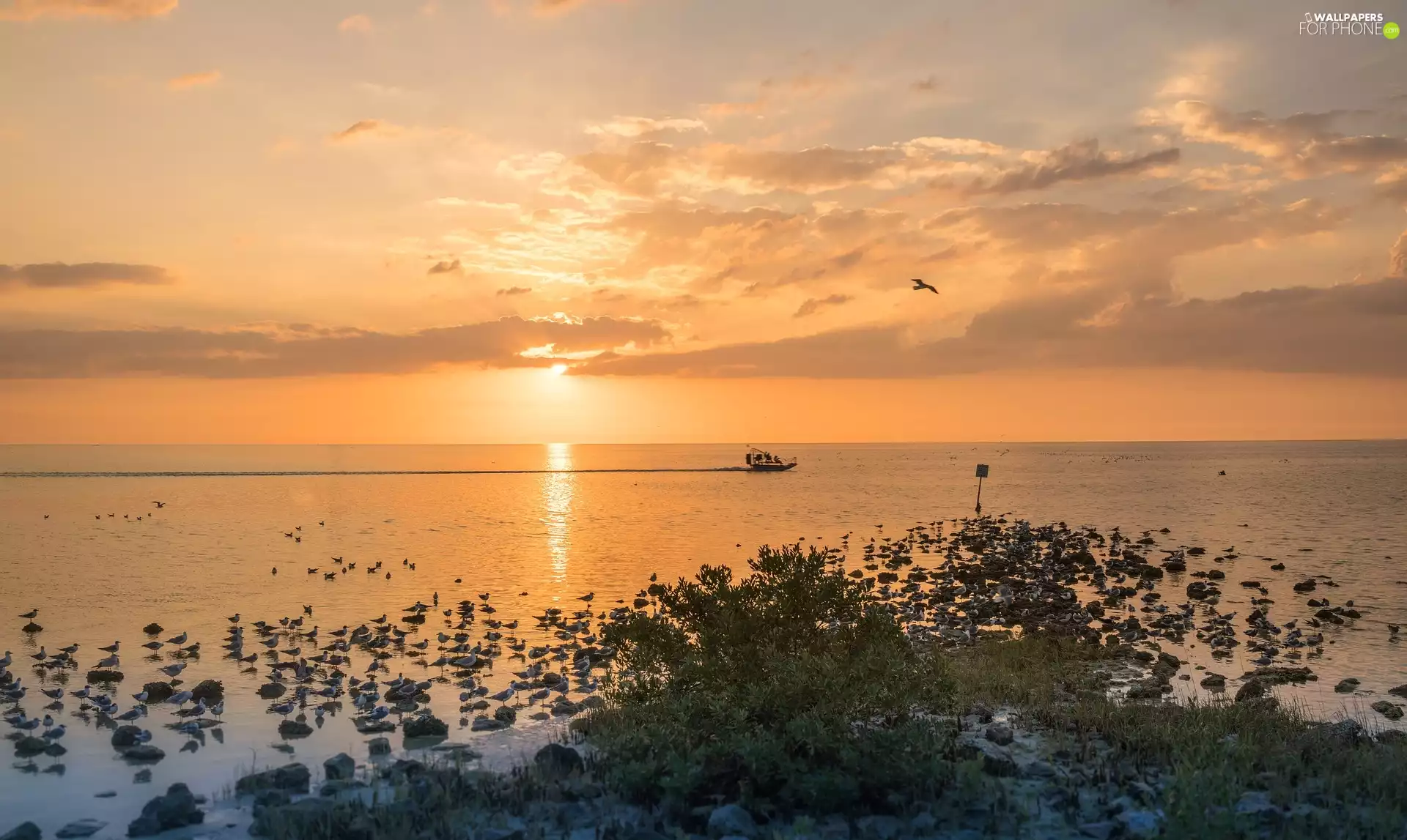 sea, Boat, birds, Great Sunsets