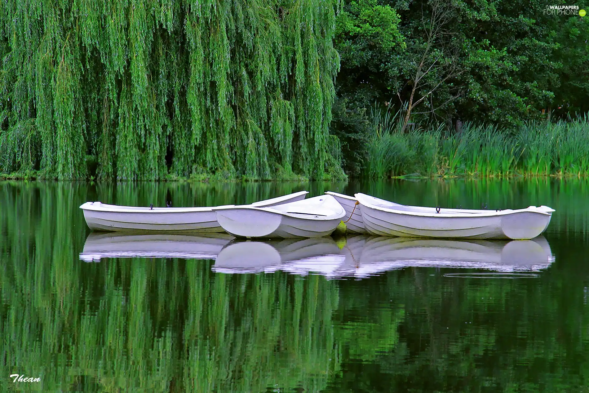 White, Boats