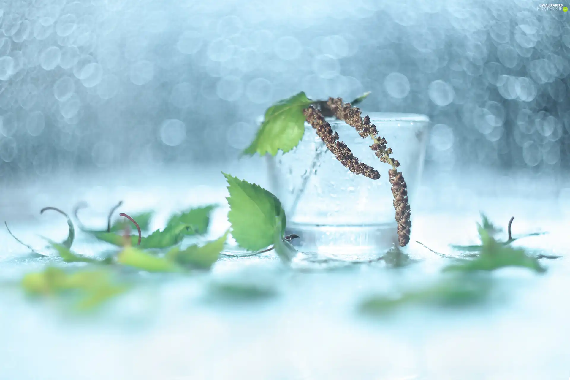 Bokeh, decoration, birch-tree, vase, Leaf