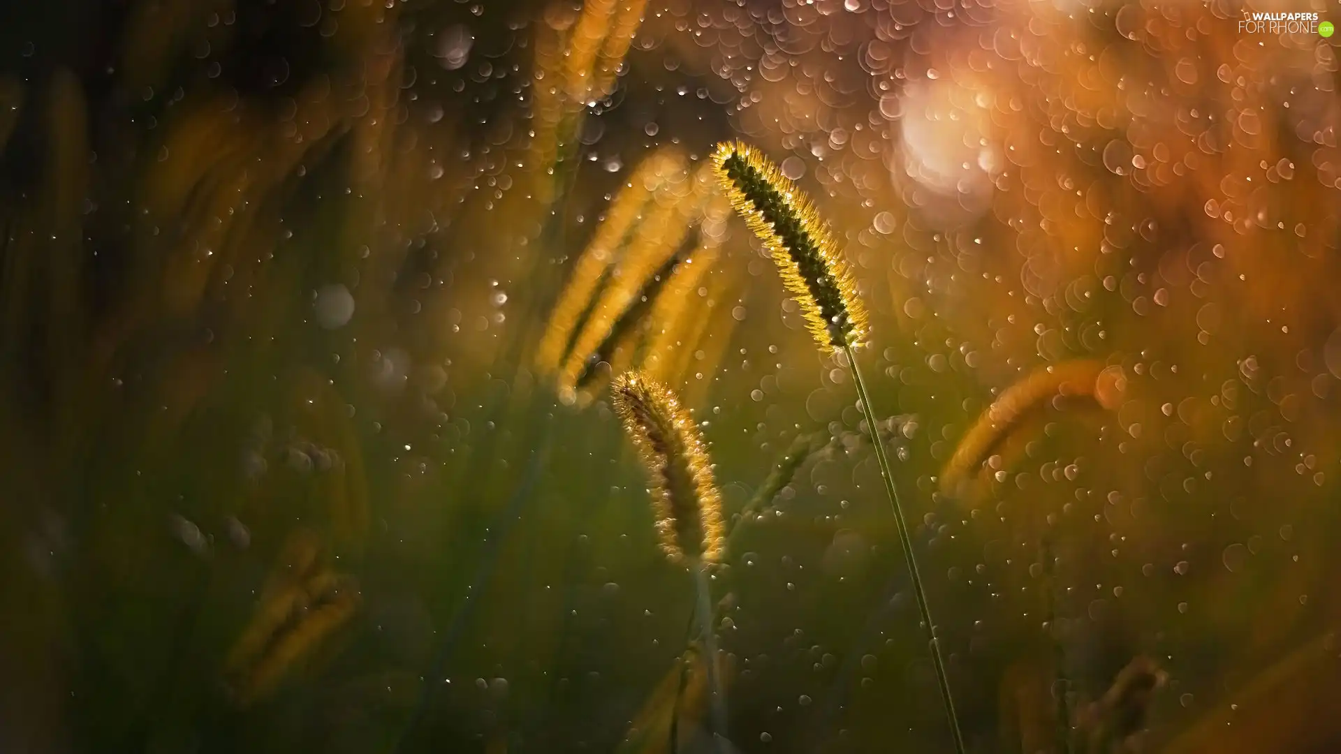 Bokeh, grass, blades