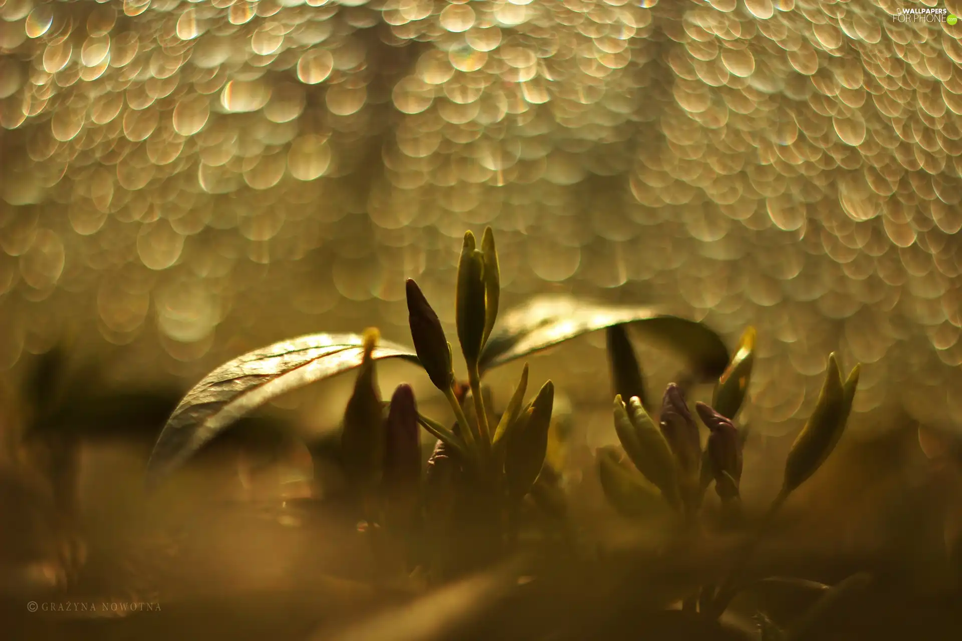 Bokeh, Flowers, Buds