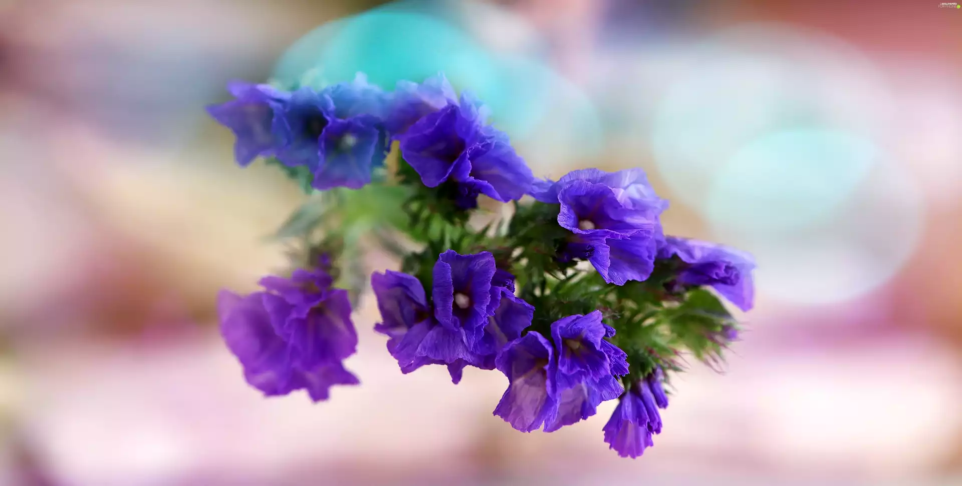 Bokeh, Flowers, Close