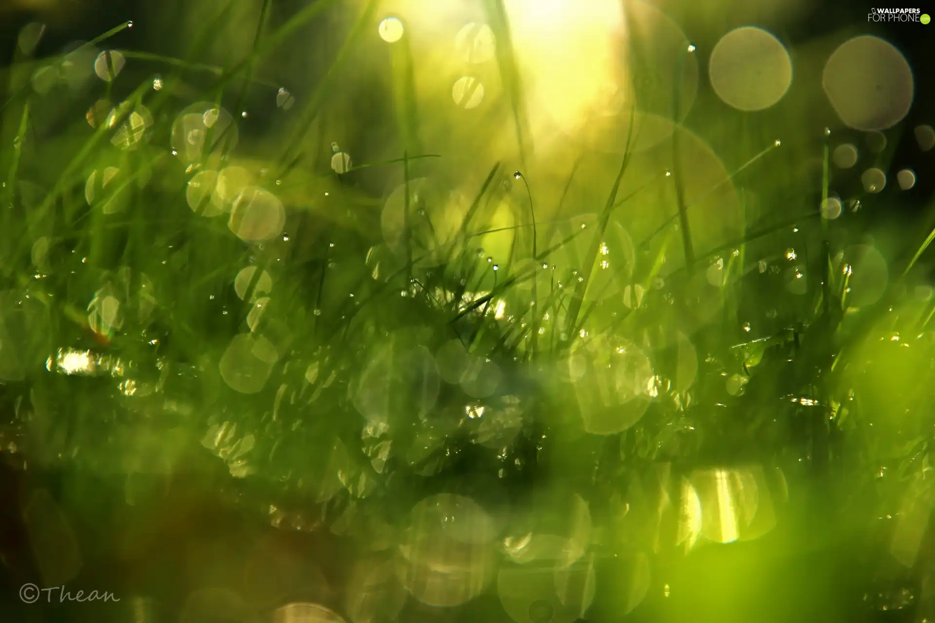 Bokeh, grass, drops