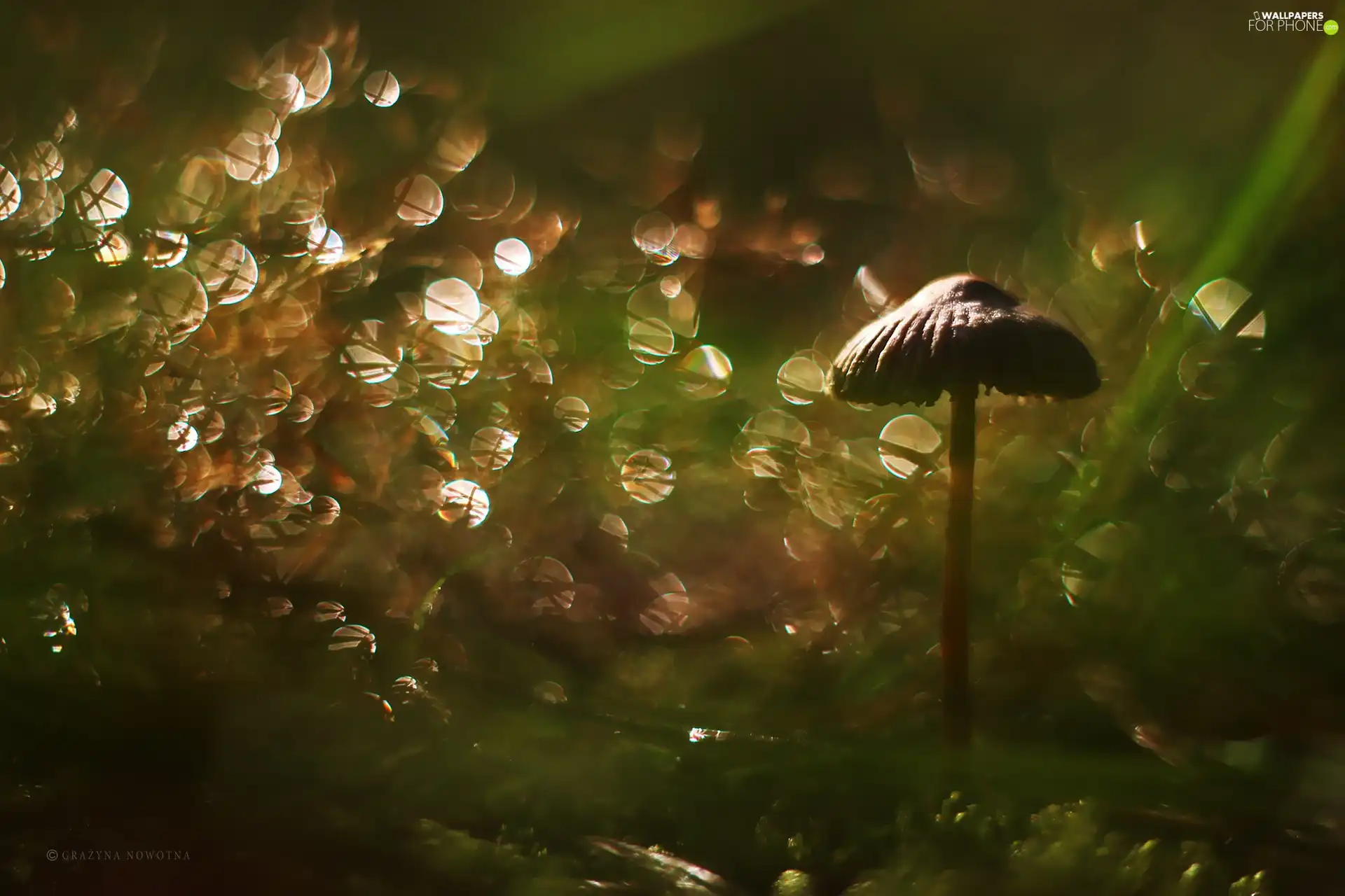 Bokeh, Mushrooms, Hat