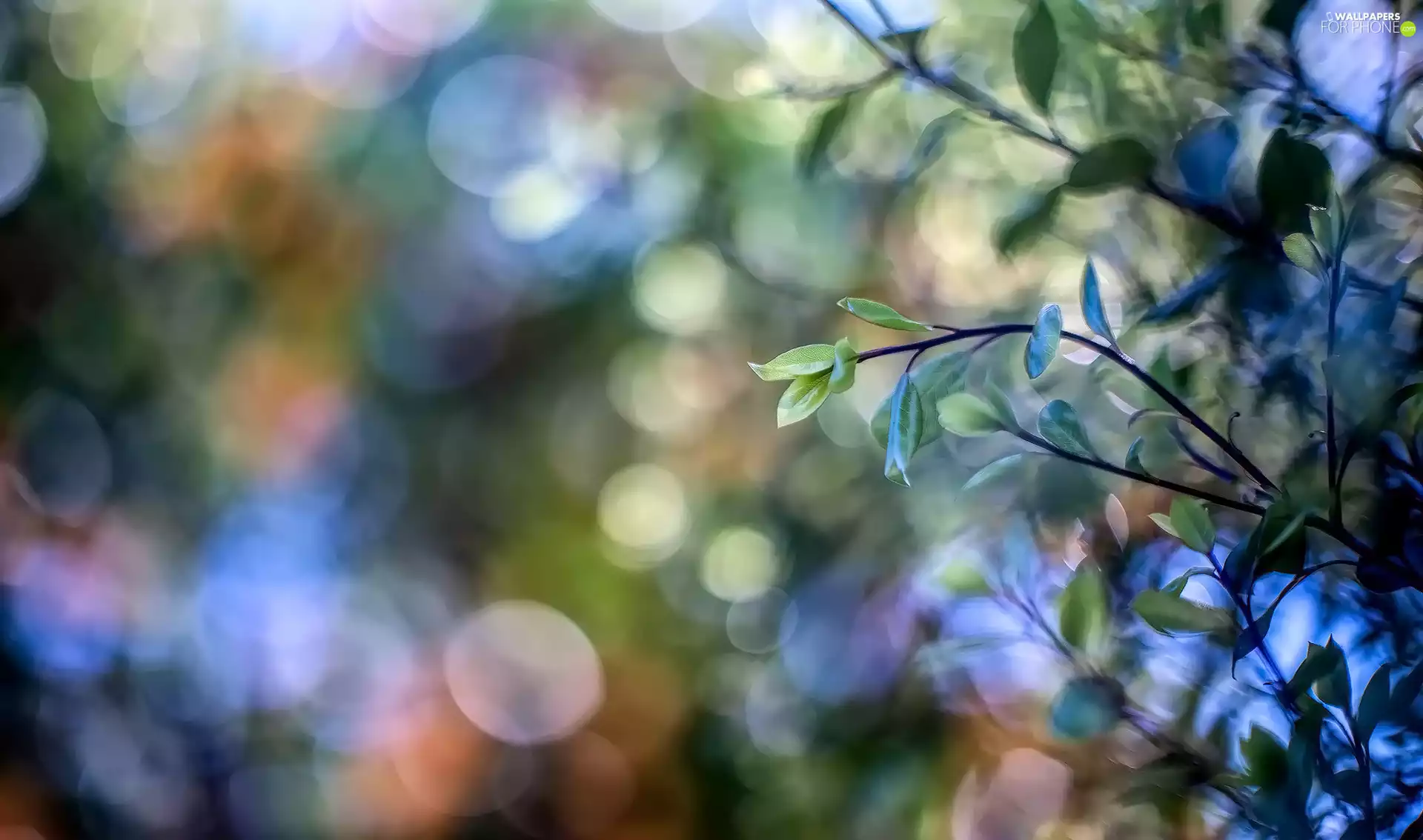 Bokeh, Twigs, Leaf