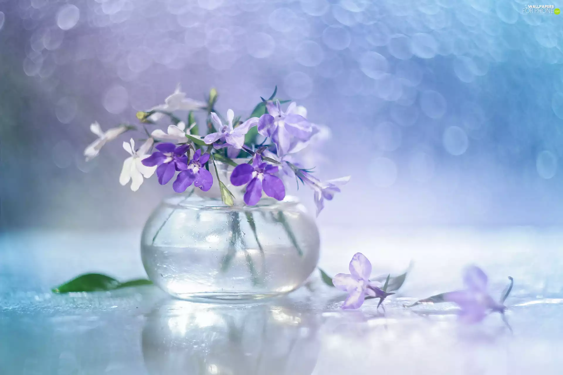 vase, Bokeh, lobelia, Flowers, decoration