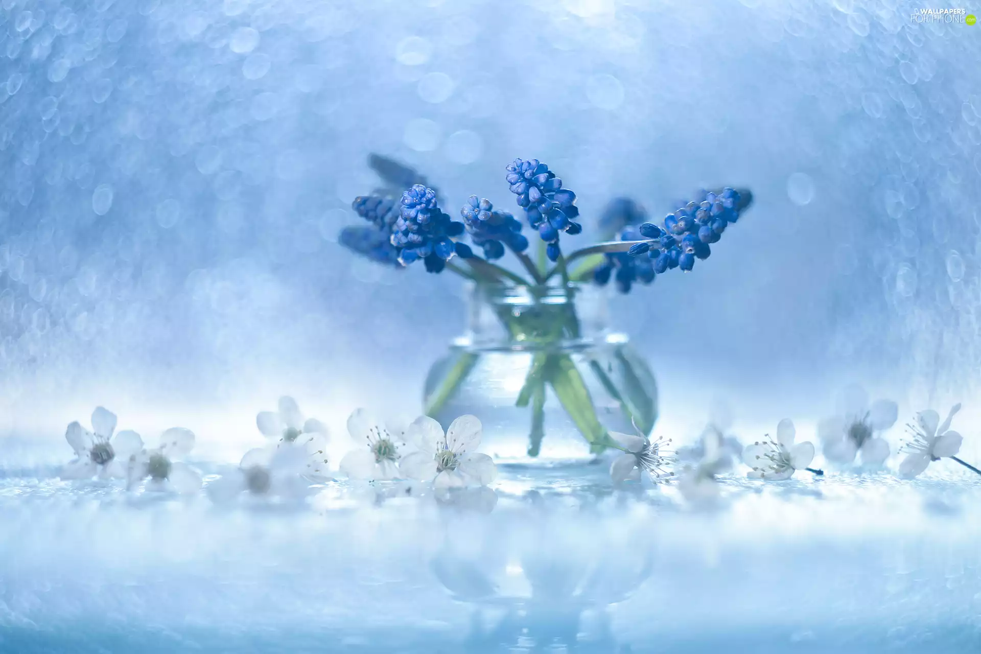 Blue, decoration, vase, Bokeh, Flowers, Muscari