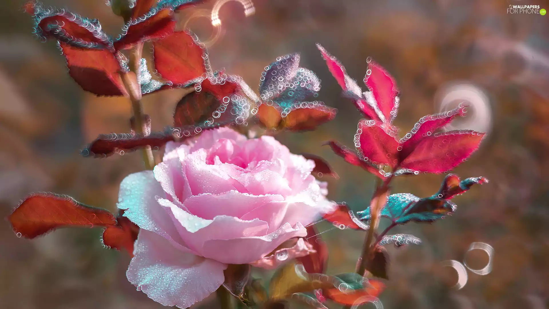 leaves, Bokeh, Pink, rose, Dewy