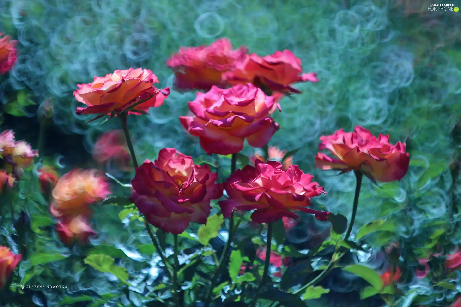 Pink, Flowers, Bokeh, roses