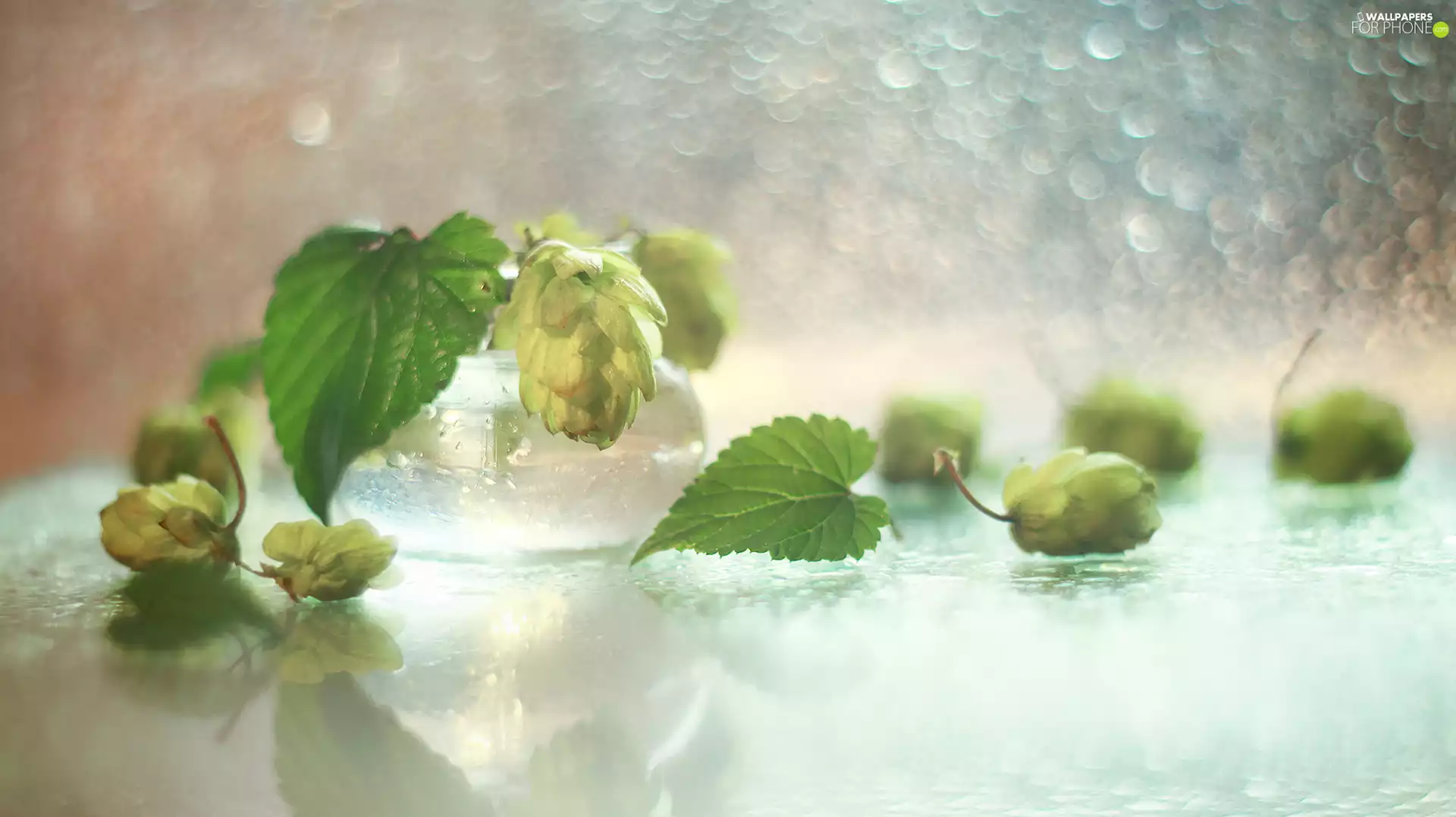 Bokeh, hop, plant