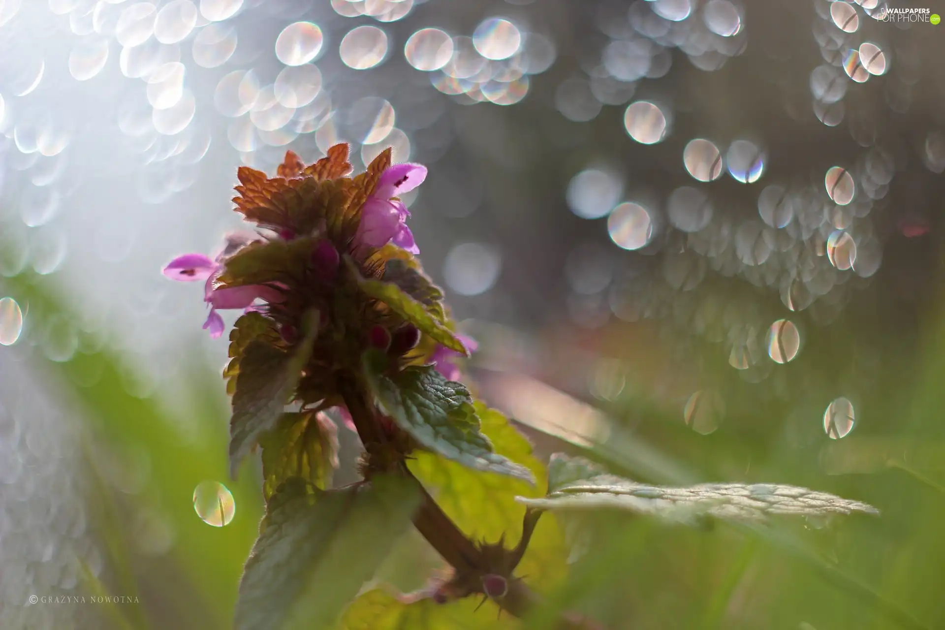 Bokeh, Lamium Purple, plant