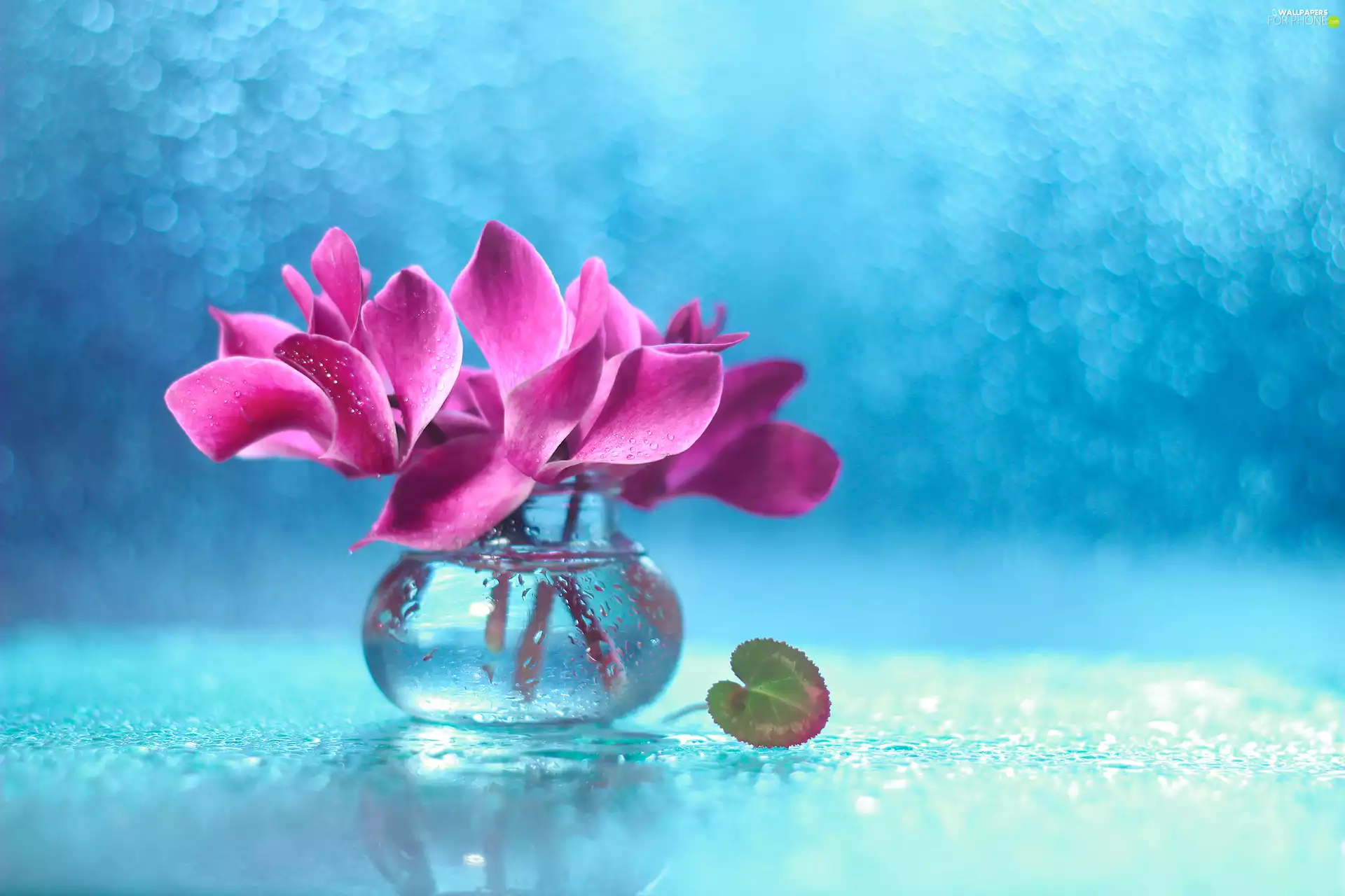 Flowers, Alpine Violets, vase, Pink, decoration, Cyclamen, Bokeh