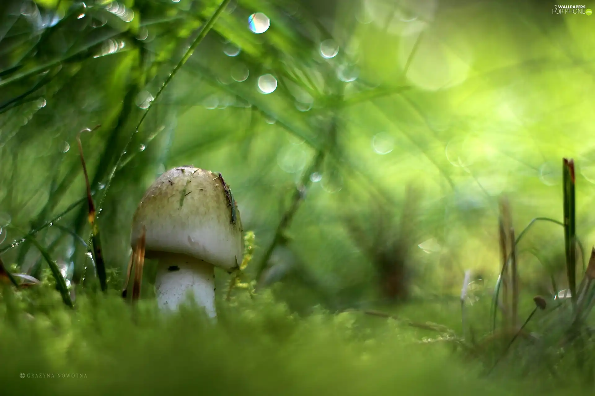 White, Moss, Bokeh, Mushrooms