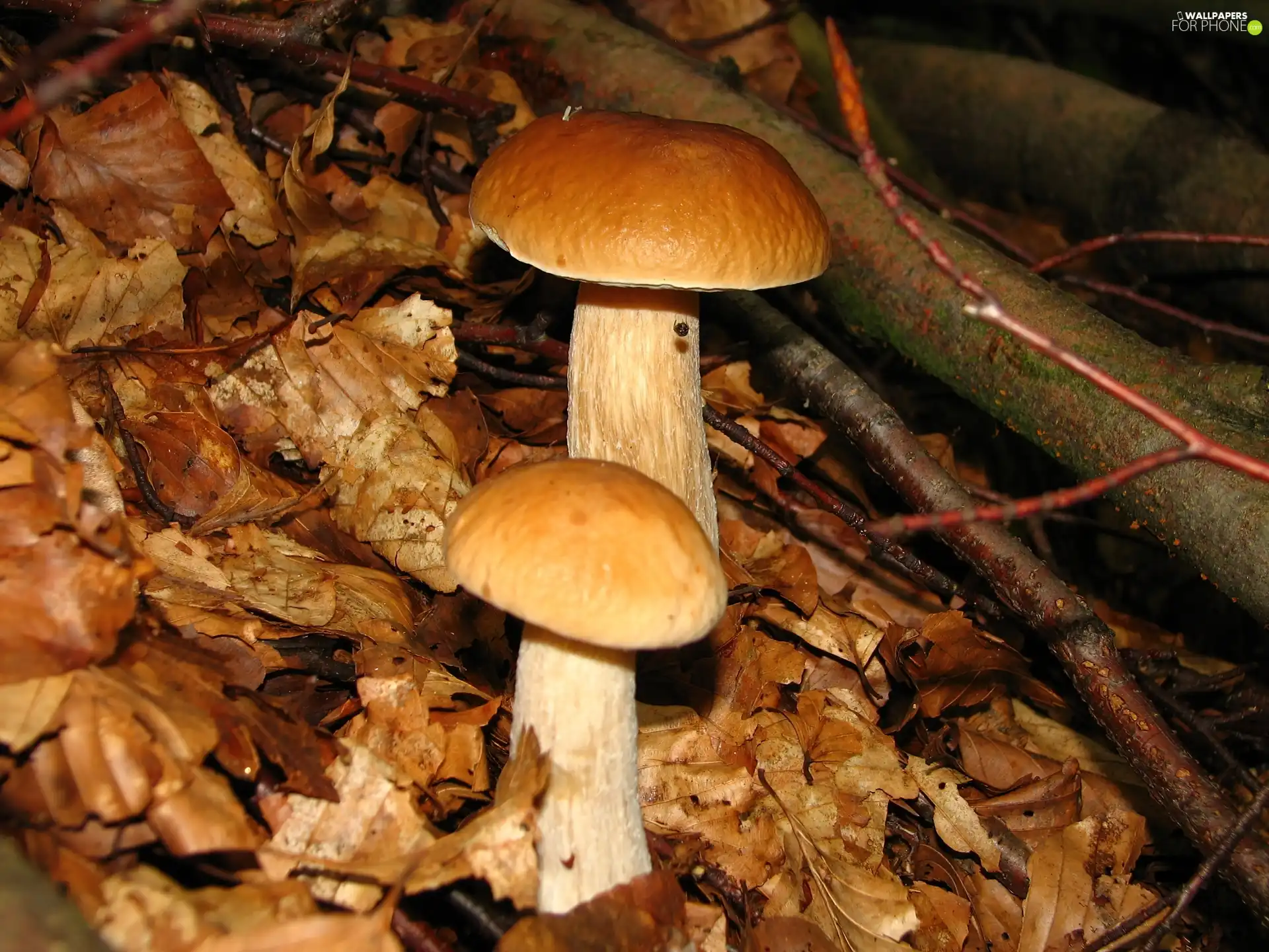 sheathing, Two cars, boletus