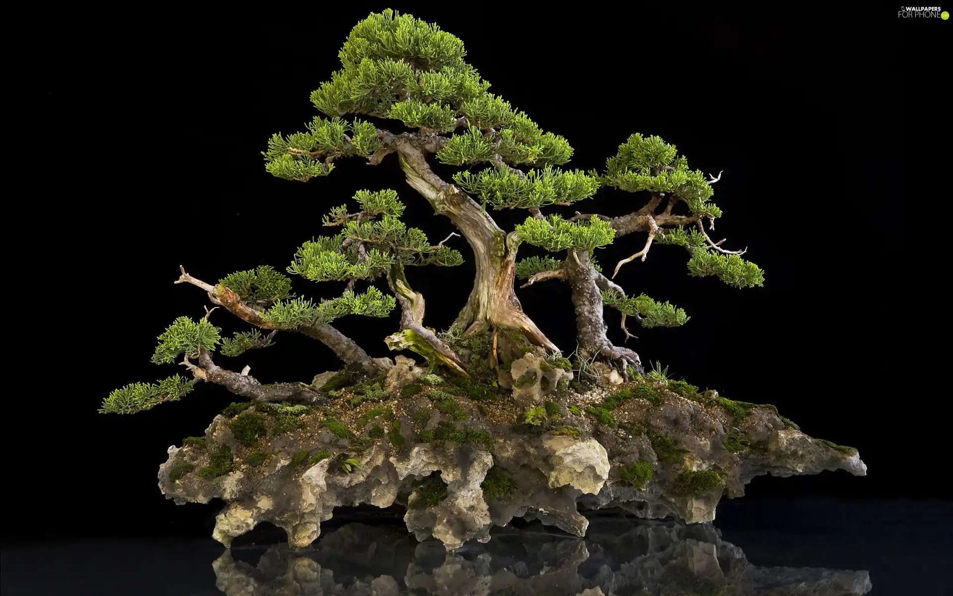 Bonsai, Thumbnail, an, Rock, trees