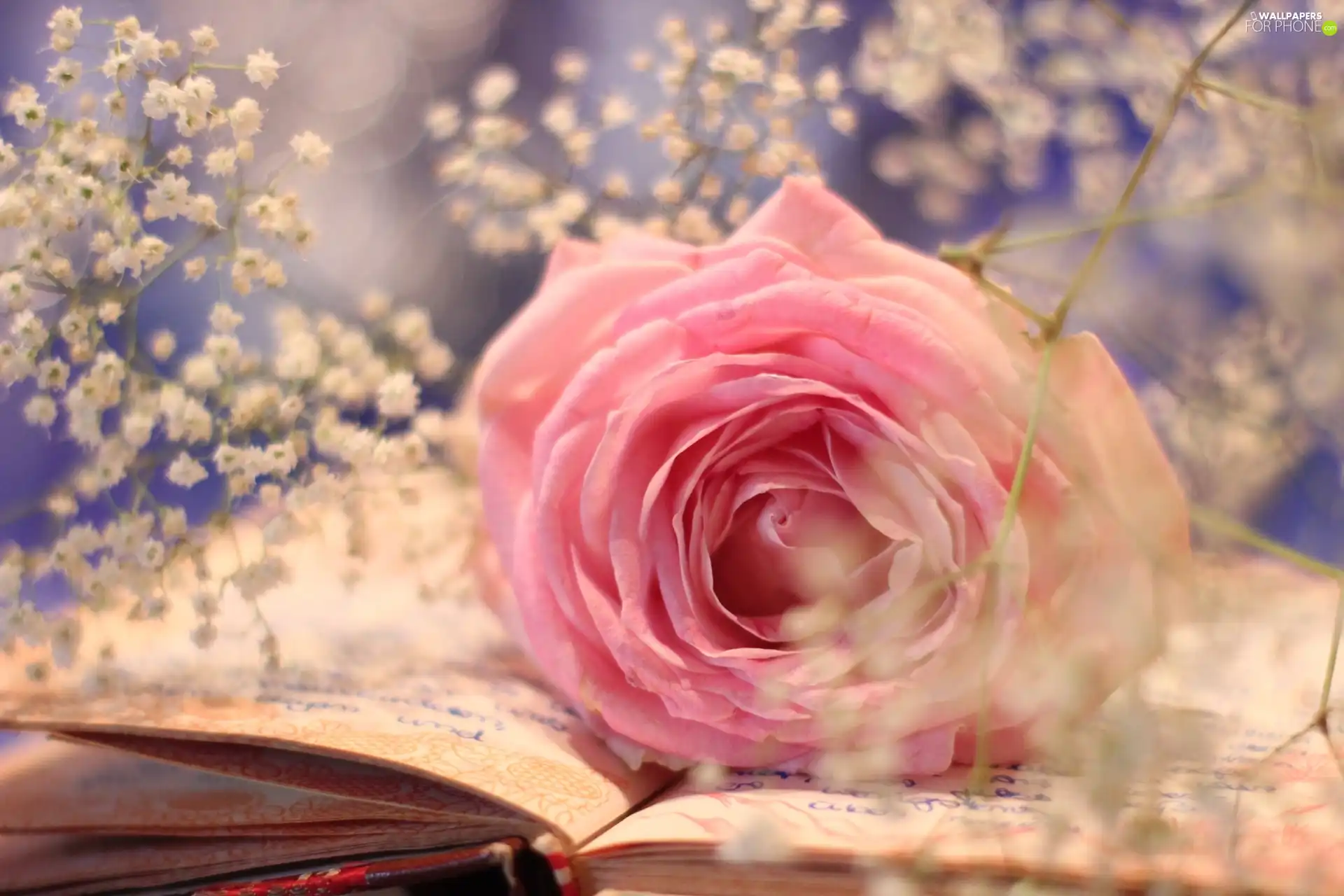 Book, Pink, rose