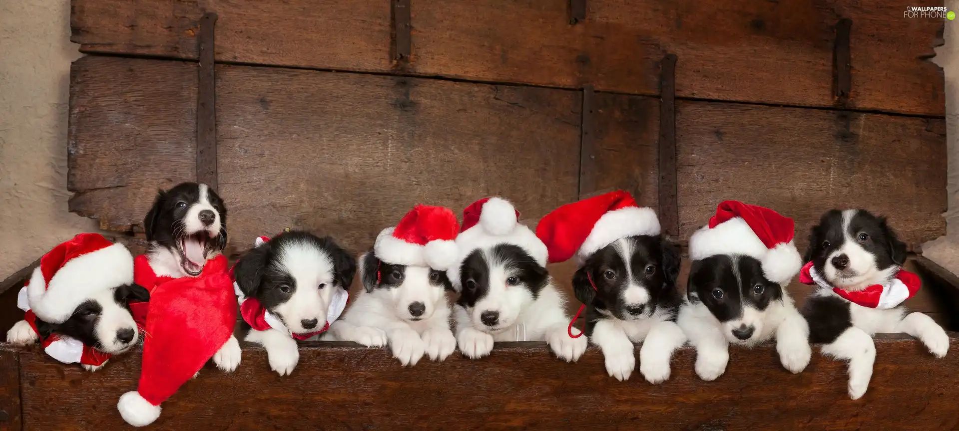 caps, puppies, Border Collie