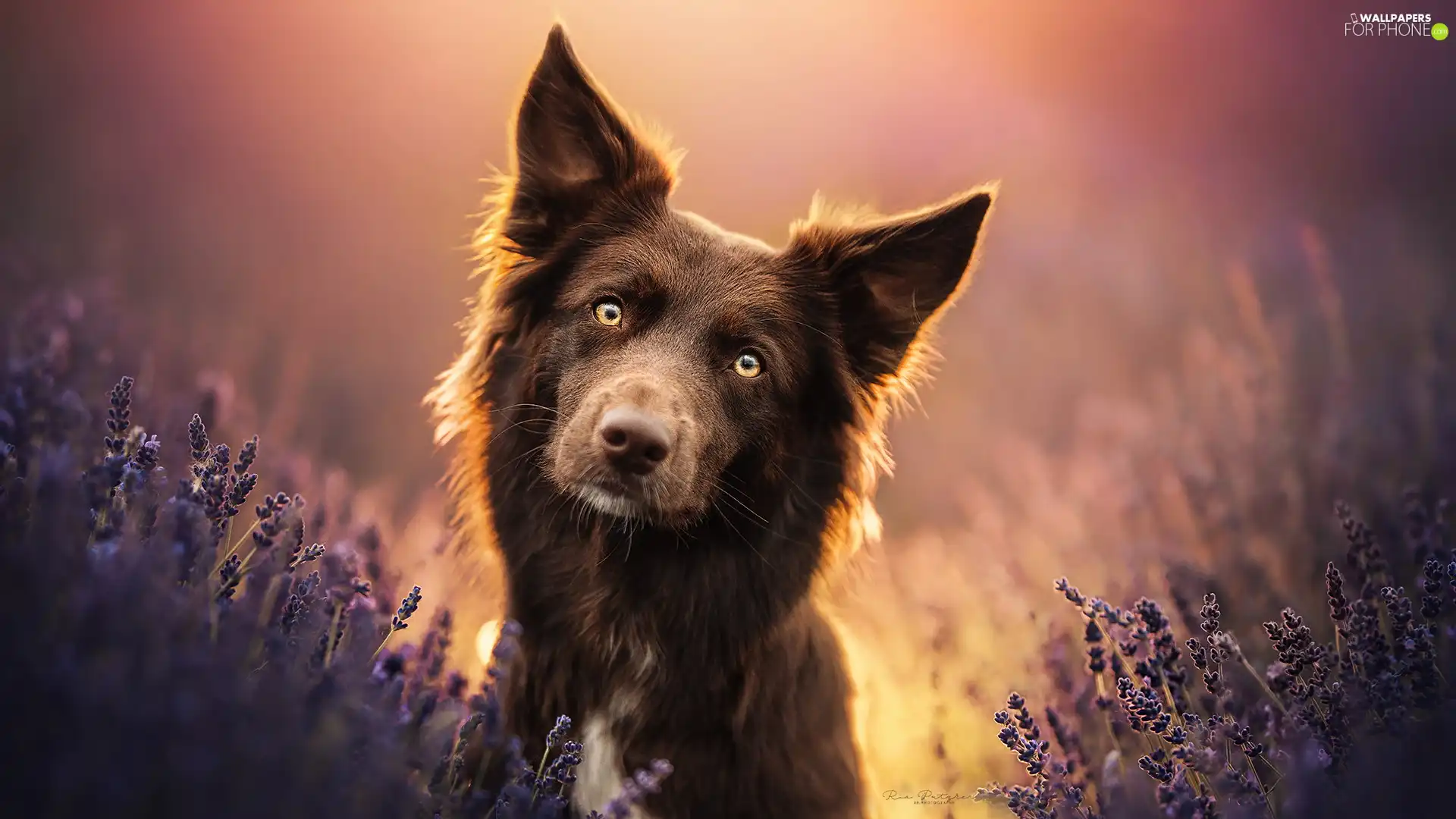 Brown, Border Collie, lavender, dog