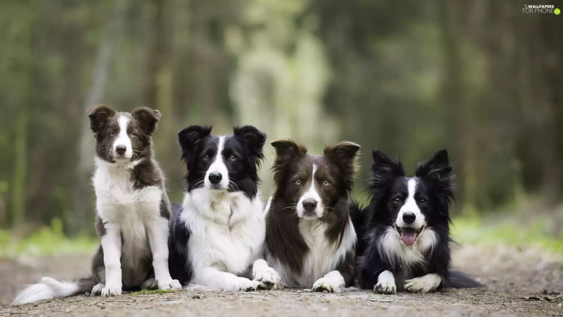 four, Border Collie, lane, Dogs