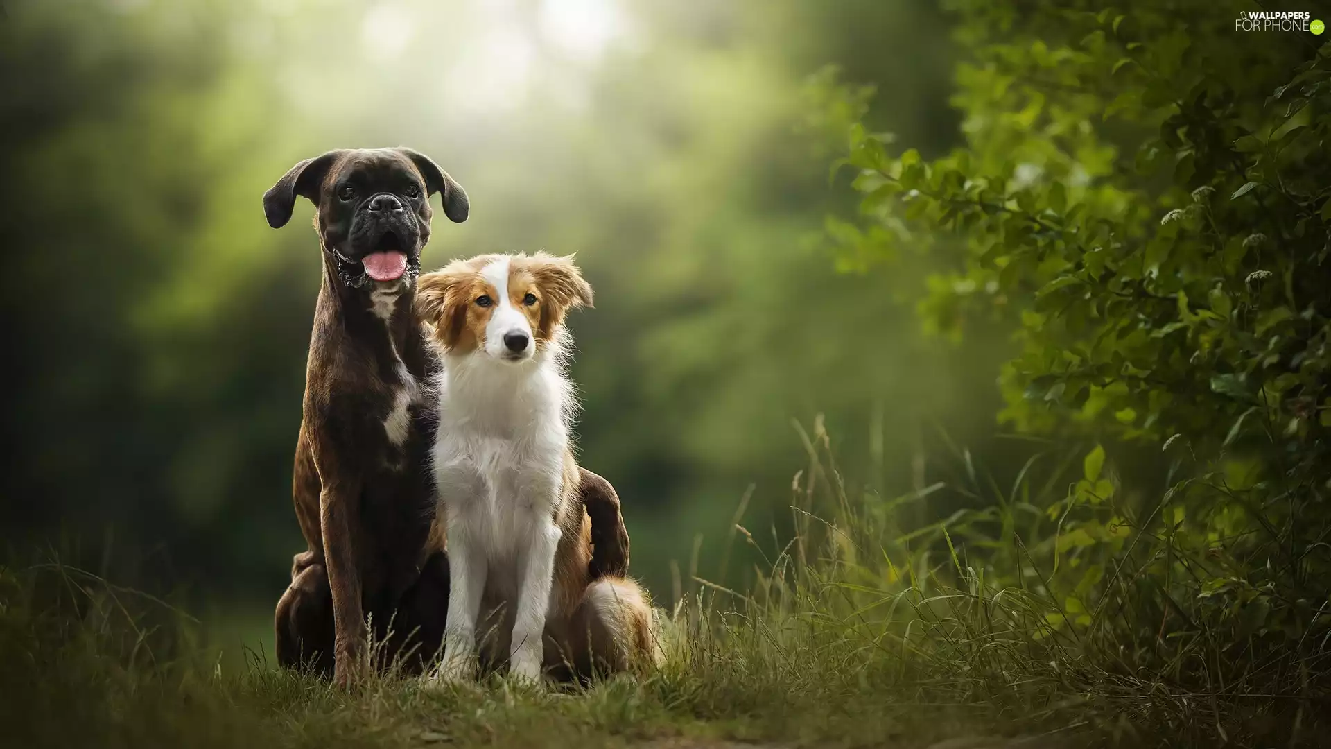 Bush, grass, boxer, Border Collie, Dogs