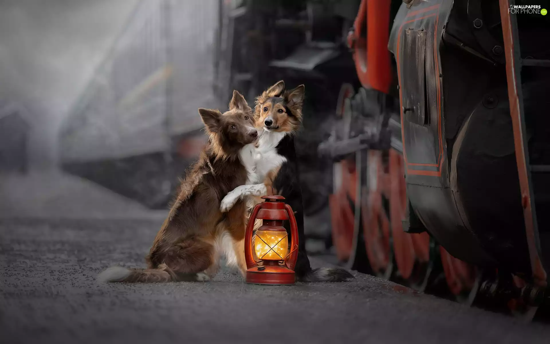 Lamp, Train, Dogs, Border Collie, Two cars