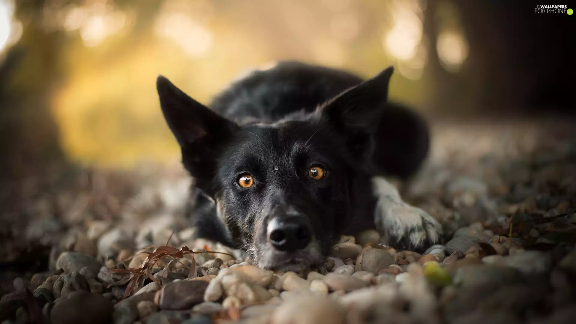muzzle, Stones, dog, Border Collie, lying