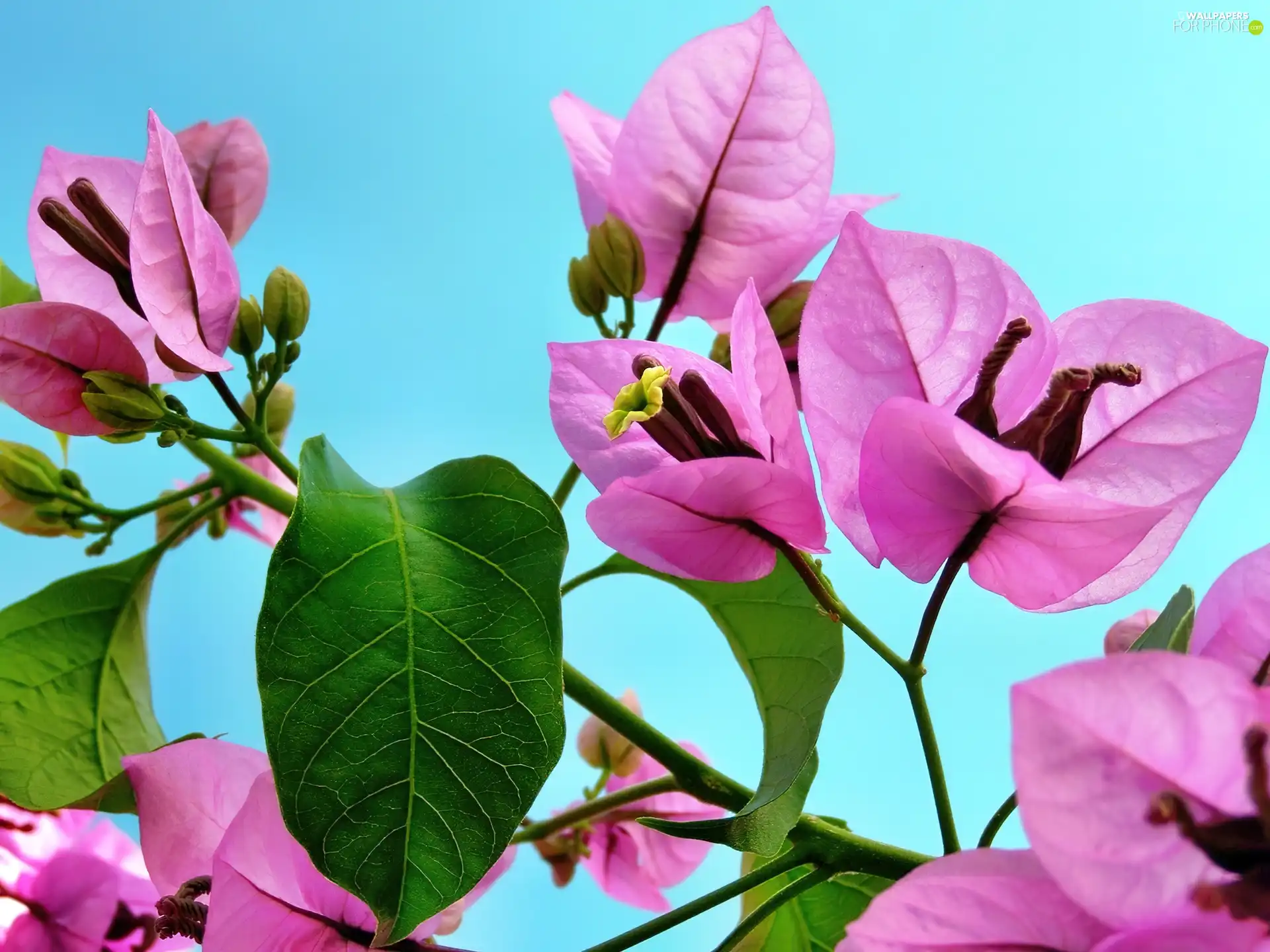 Bougainvillea, Flowers, bush