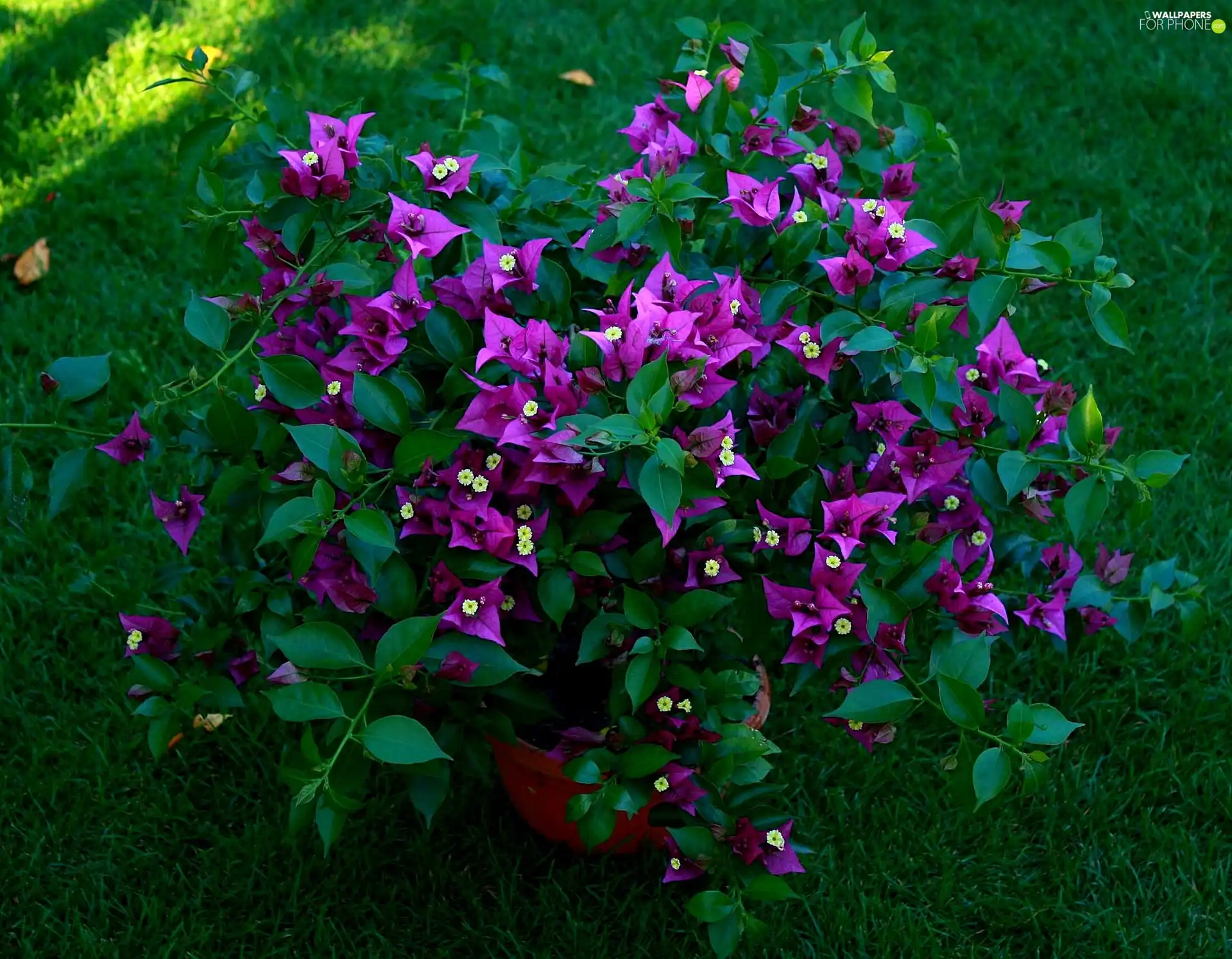 Bush, Bougainvillea